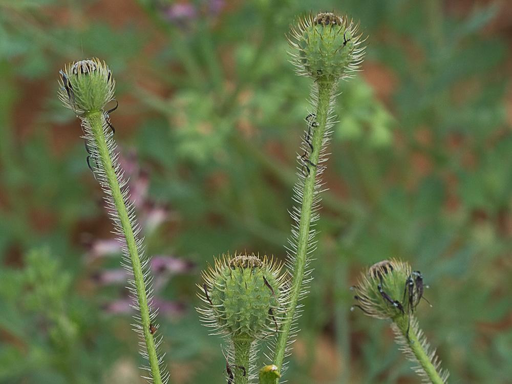 Papaver hybridum (amapola peluda)