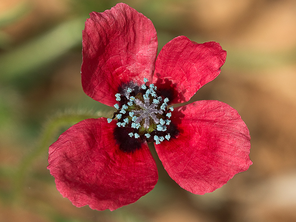 Papaver hybridum (amapola peluda)