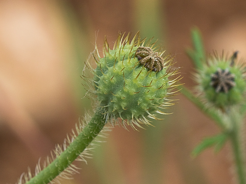 Papaver hybridum (amapola peluda)