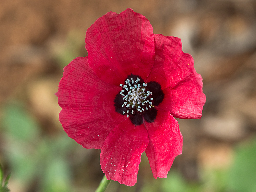 Papaver hybridum (amapola peluda)