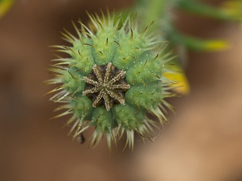 Papaver hybridum (amapola peluda)
