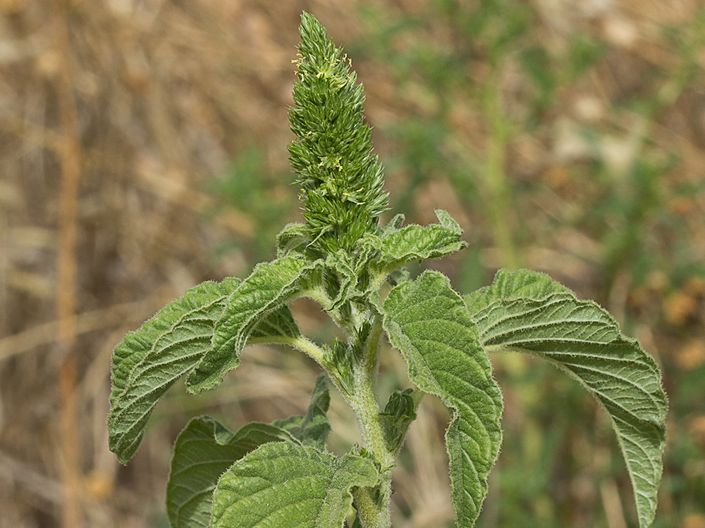 Amaranto (Amaranthus retroflexus)