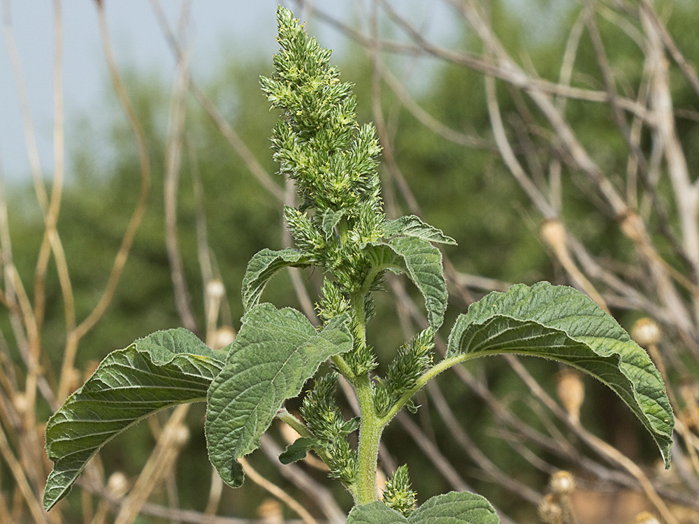 Amaranto (Amaranthus retroflexus)
