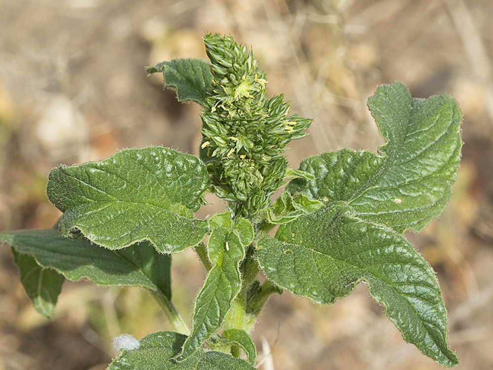 Amaranto (Amaranthus retroflexus)