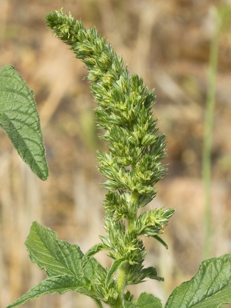 Amaranto (Amaranthus retroflexus)