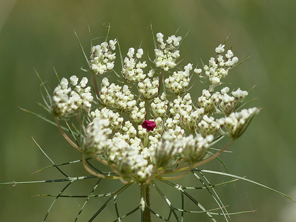 Ameo (Ammi majus)