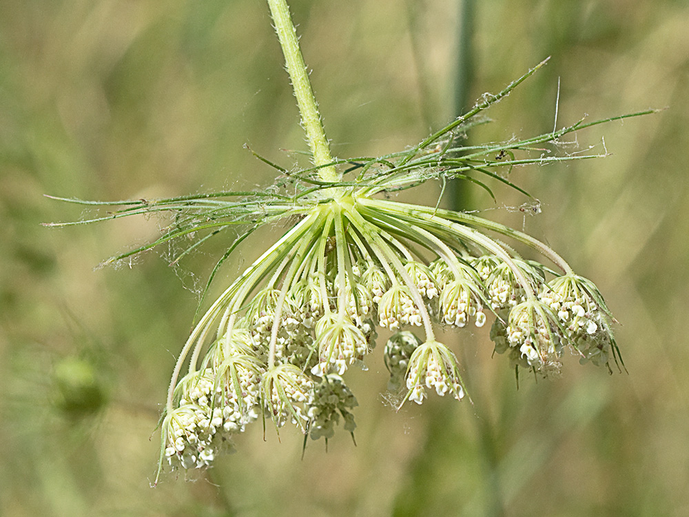 Ameo (Ammi majus)