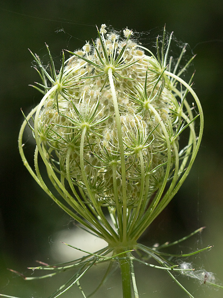 Ameo (Ammi majus)