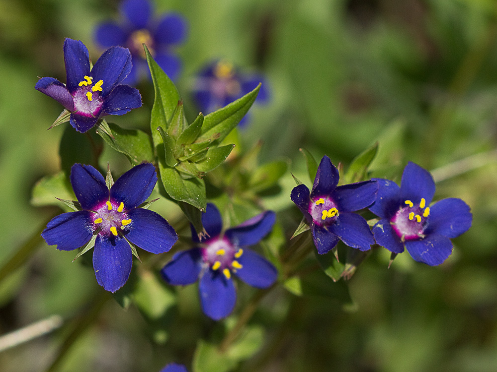 Flor Anagallis (Anagallis arvensis var. caerulea)