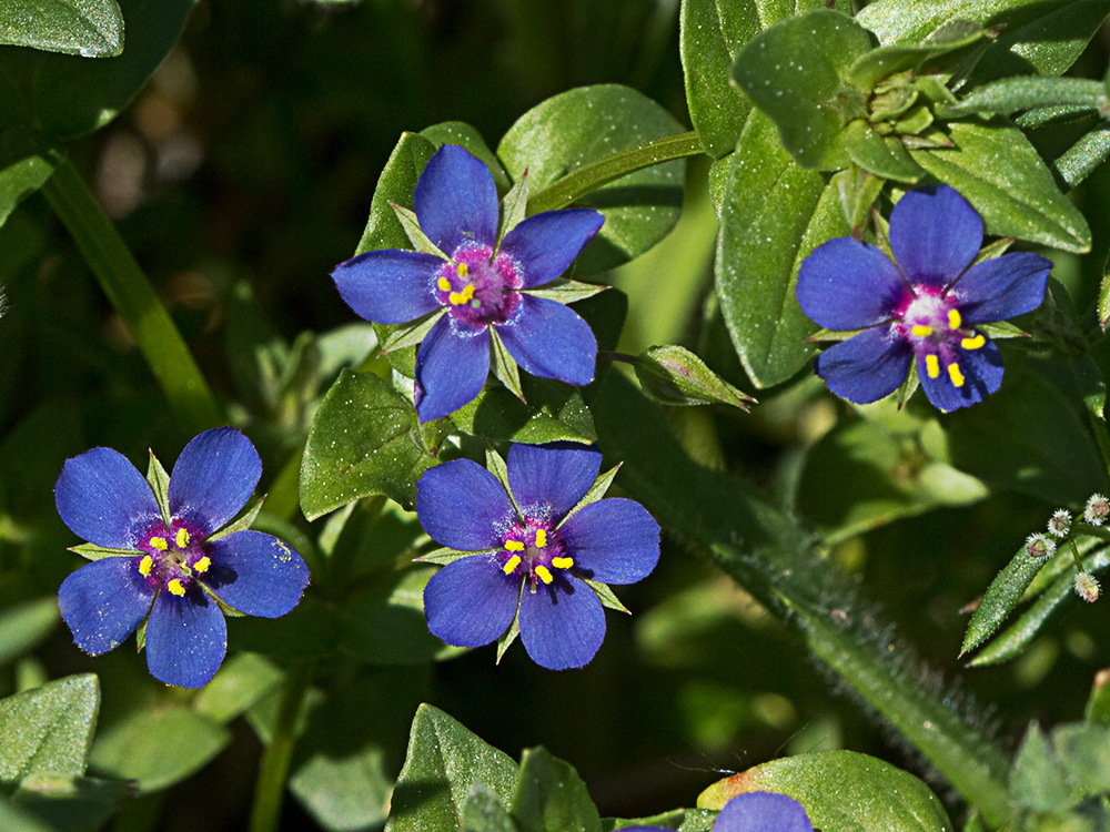 Flor Anagallis (Anagallis arvensis var. caerulea)