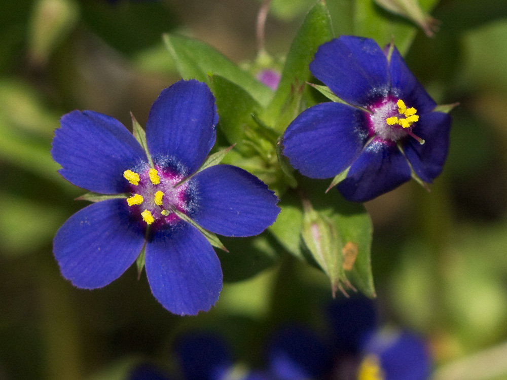 Flor Anagallis (Anagallis arvensis var. caerulea)