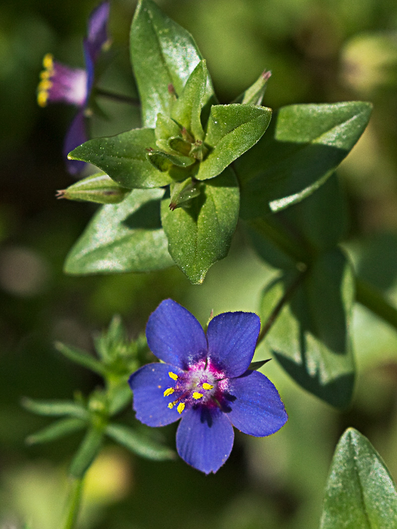 Flor Anagallis (Anagallis arvensis var. caerulea)