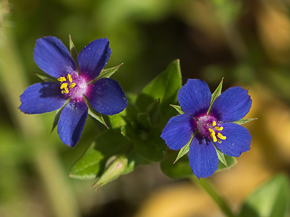 Flor Anagallis (Anagallis arvensis var. caerulea)