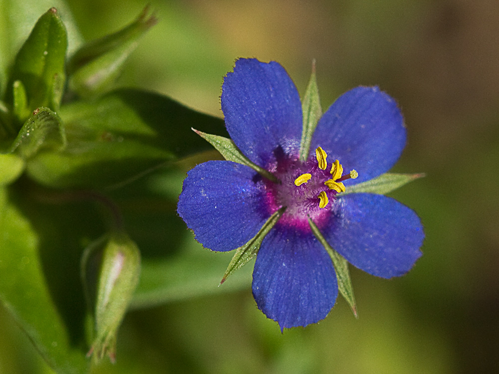 Flor Anagallis (Anagallis arvensis var. caerulea)