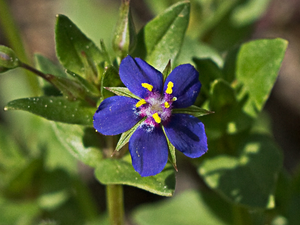 Flor Anagallis (Anagallis arvensis var. caerulea)