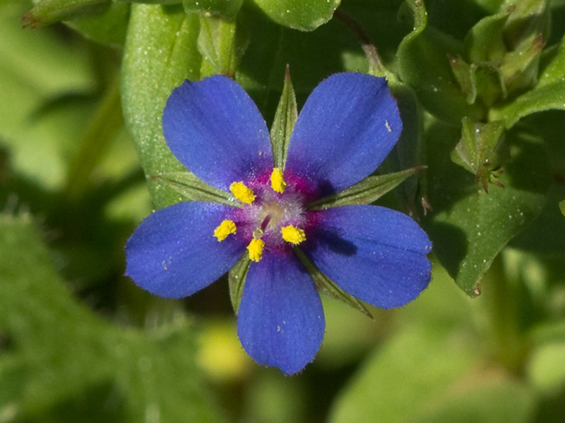Flor Anagallis (Anagallis arvensis var. caerulea)