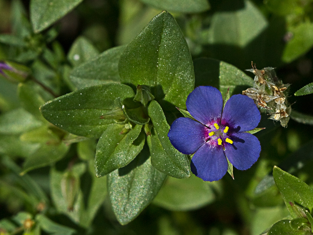 Flor Anagallis (Anagallis arvensis var. caerulea)
