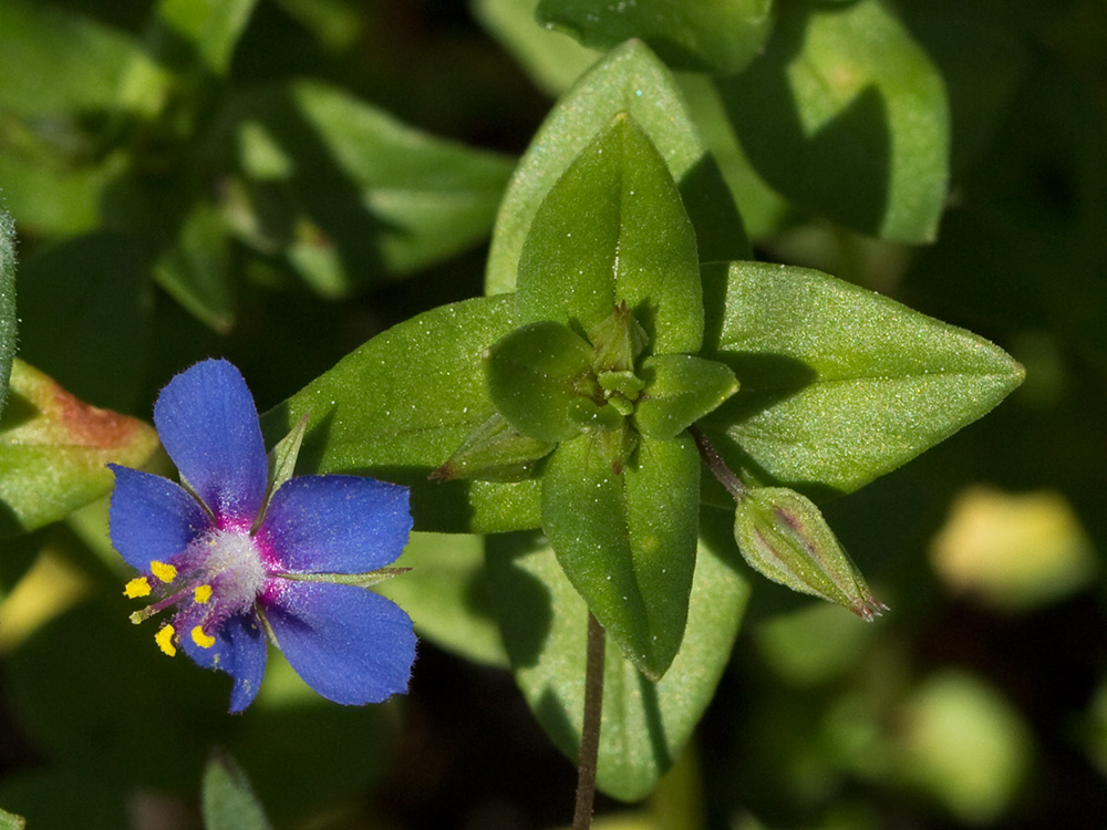 Flor Anagallis (Anagallis arvensis var. caerulea)