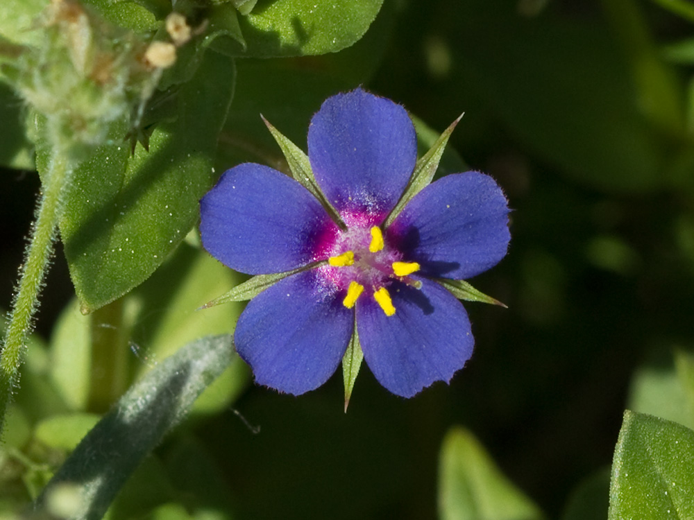Flor Anagallis (Anagallis arvensis var. caerulea)