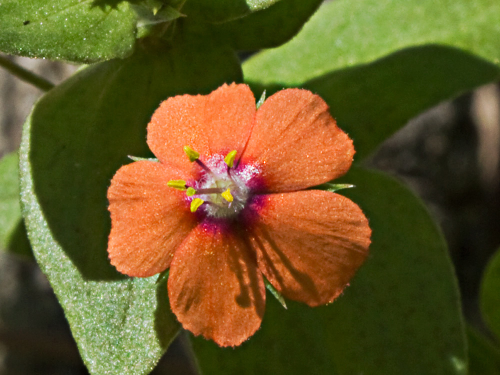 Flor Anagallis (Anagallis arvensis var. foemina)