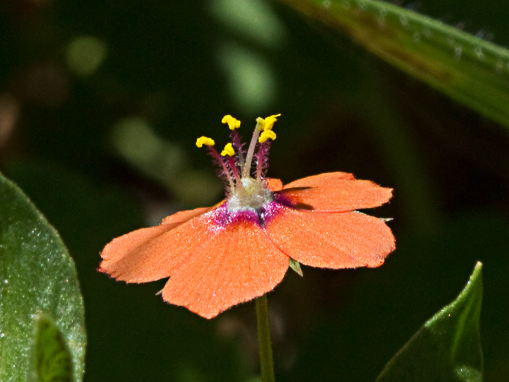 Flor Anagallis (Anagallis arvensis var. foemina)