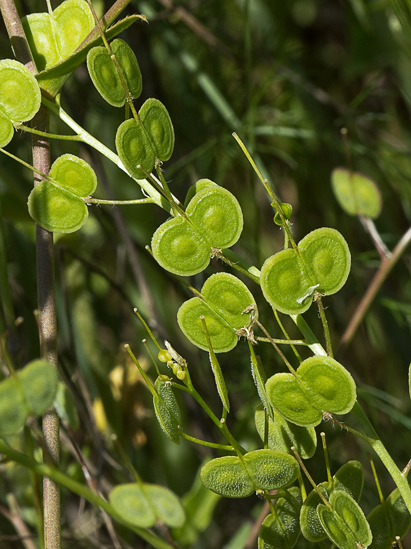 Biscutella auriculata