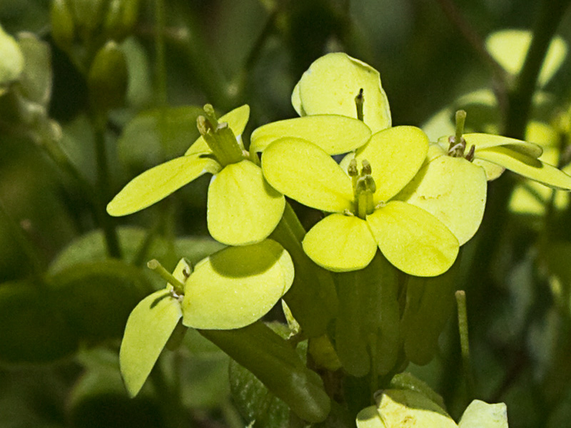 Biscutella auriculata