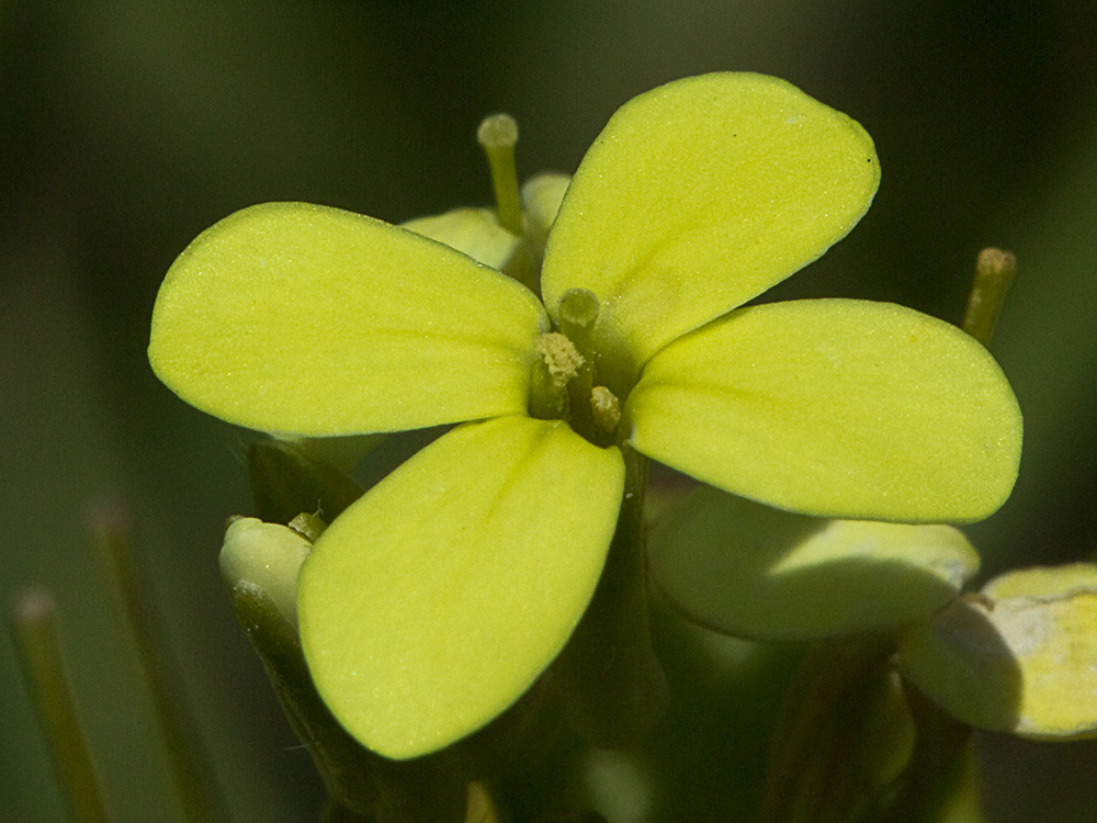 Biscutella auriculata