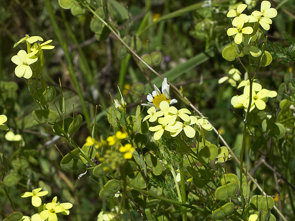Biscutella auriculata
