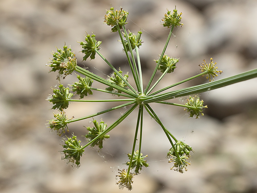 Umbelas Apio del diablo (Oenanthe crocata)