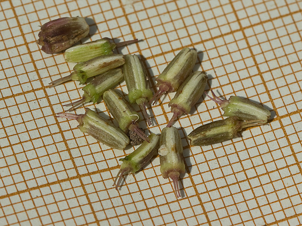 Esquizocarpos del Apio del diablo (Oenanthe crocata)