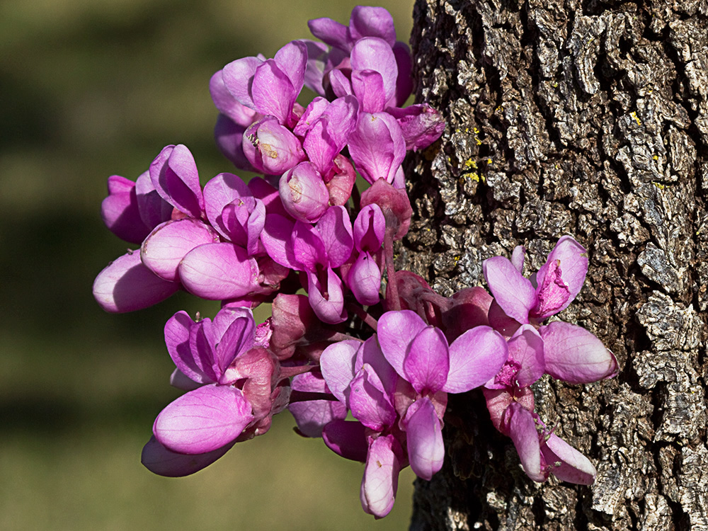 Ramillete floral del Árbol del amor (Cercis siliquastrum)