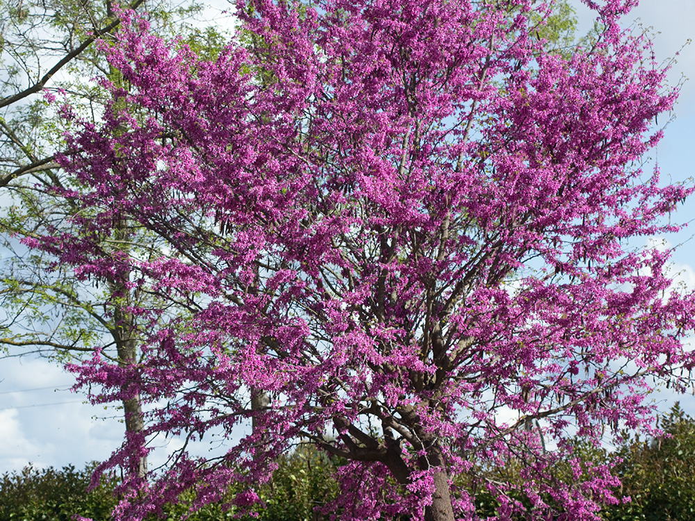 Árbol del amor (Cercis siliquastrum)