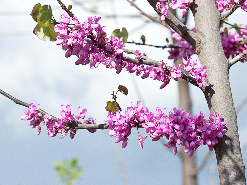 Árbol del amor (Cercis siliquastrum)