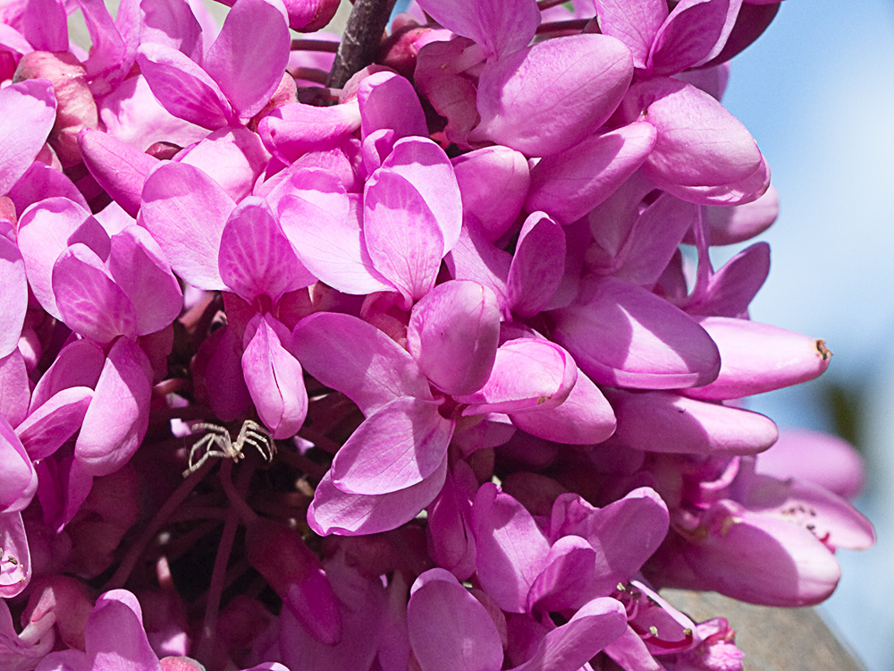 Árbol del amor (Cercis siliquastrum)