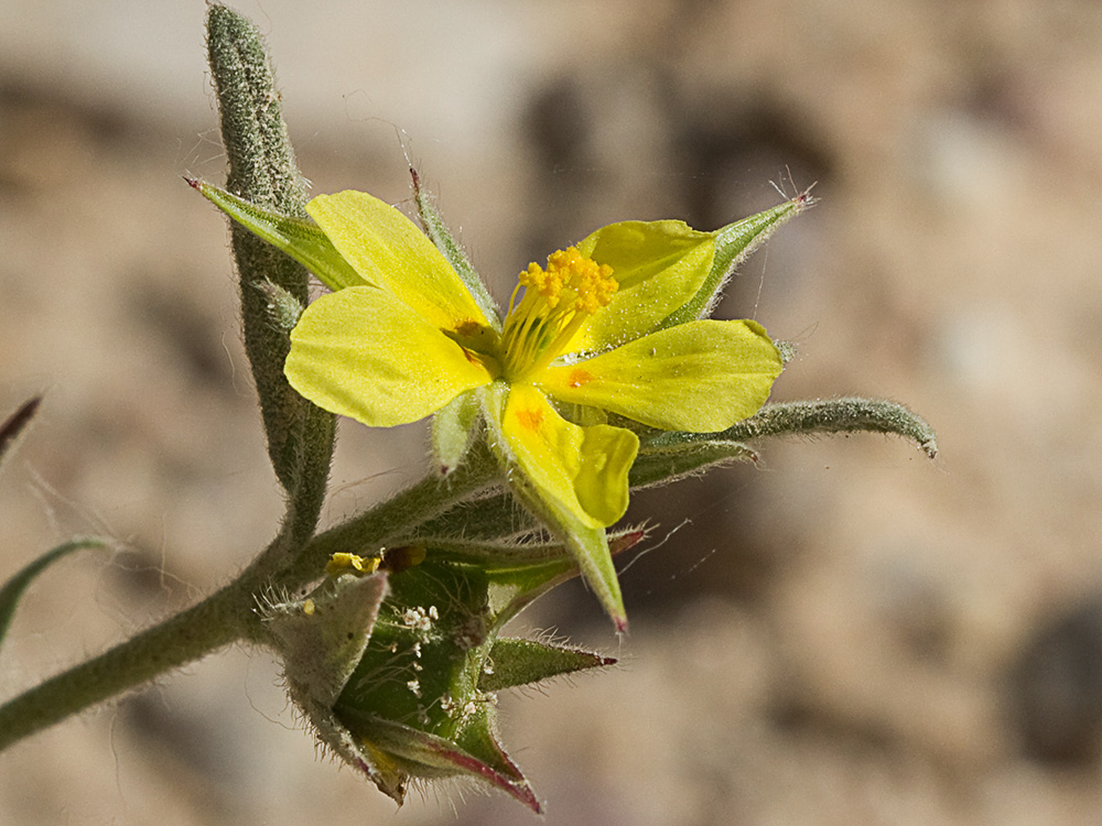 Ardivieja (Helianthemum ledifolium (L.) Mill.)