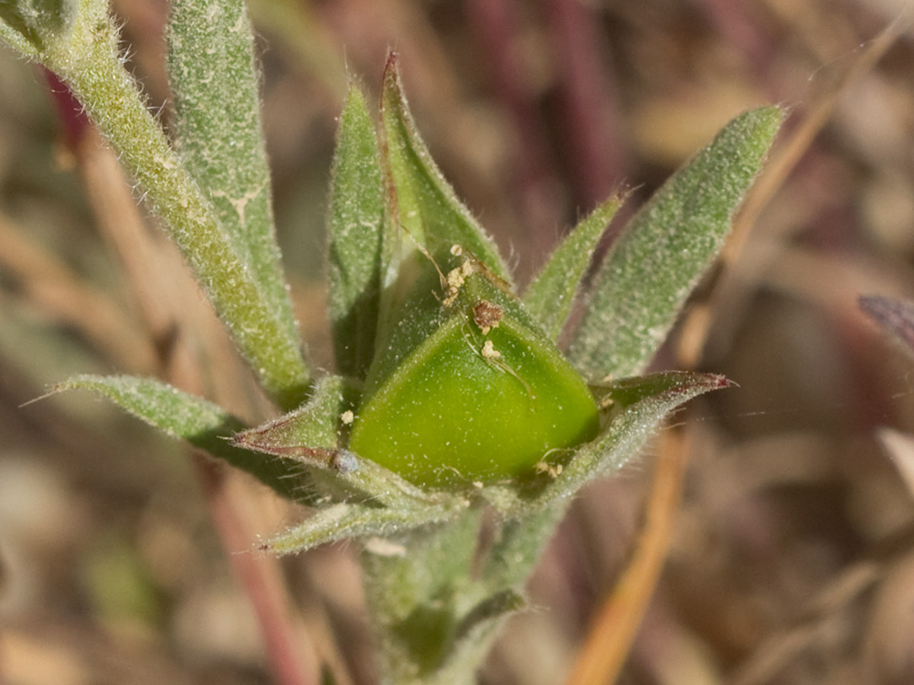 Ardivieja (Helianthemum ledifolium (L.) Mill.)