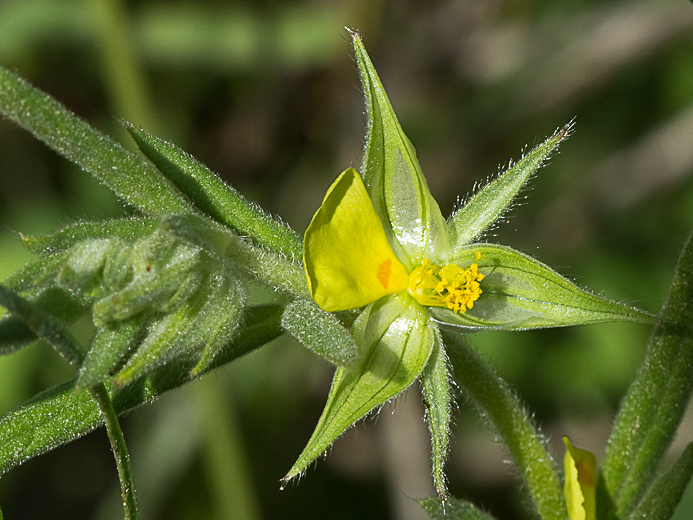 Ardivieja (Helianthemum ledifolium (L.) Mill.)