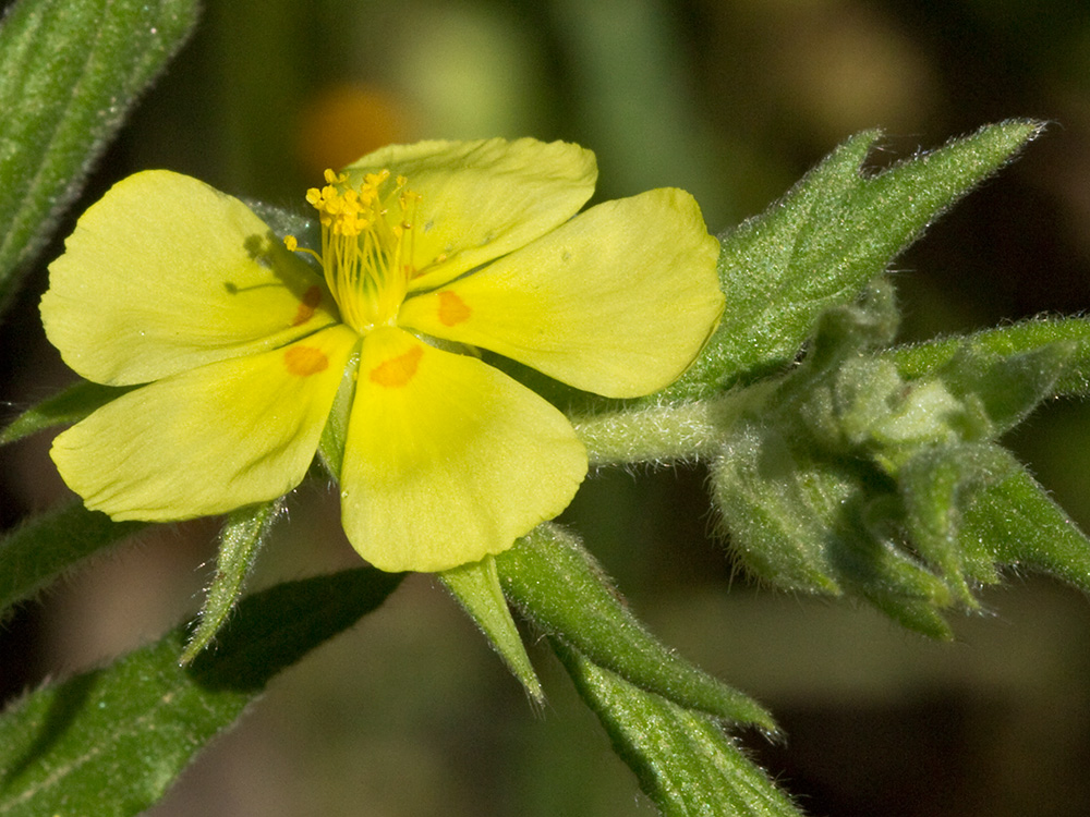 Ardivieja (Helianthemum ledifolium (L.) Mill.)
