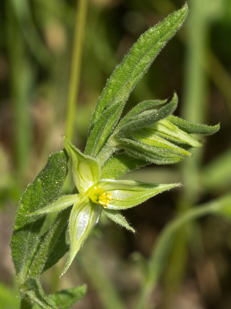 Ardivieja (Helianthemum ledifolium (L.) Mill.)