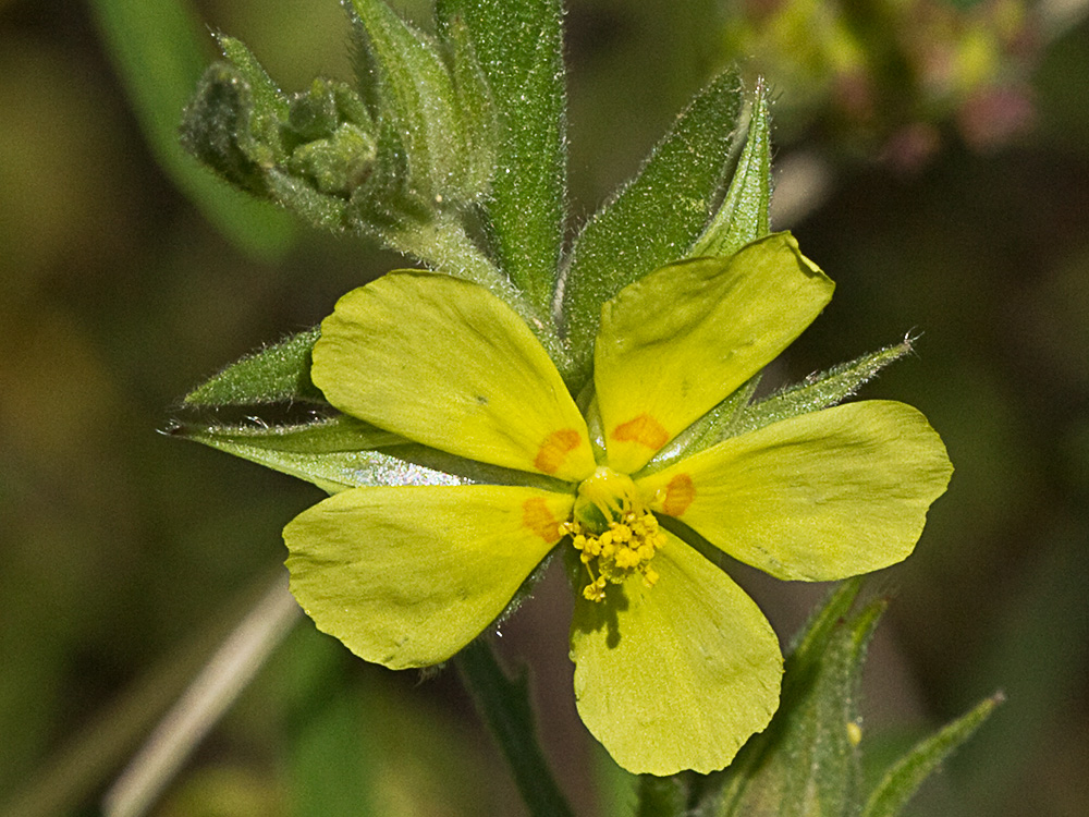 Ardivieja (Helianthemum ledifolium (L.) Mill.)