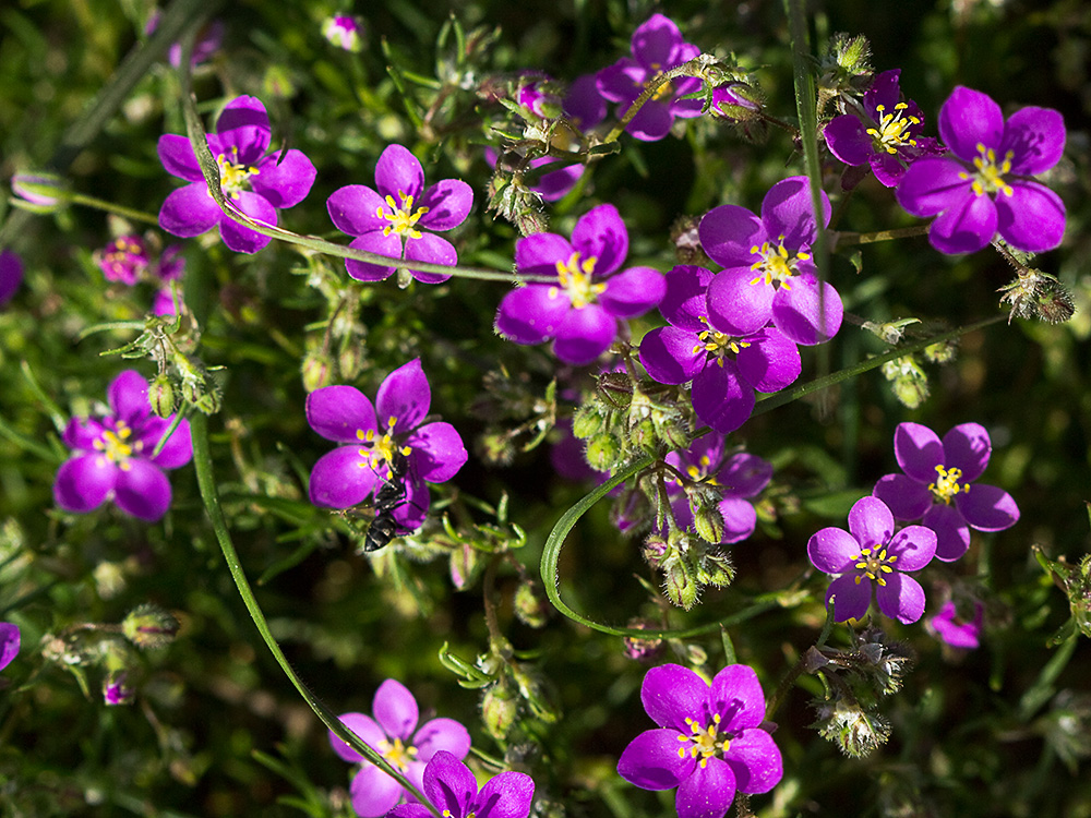 Arenaria púrpura (Spergularia purpurea)