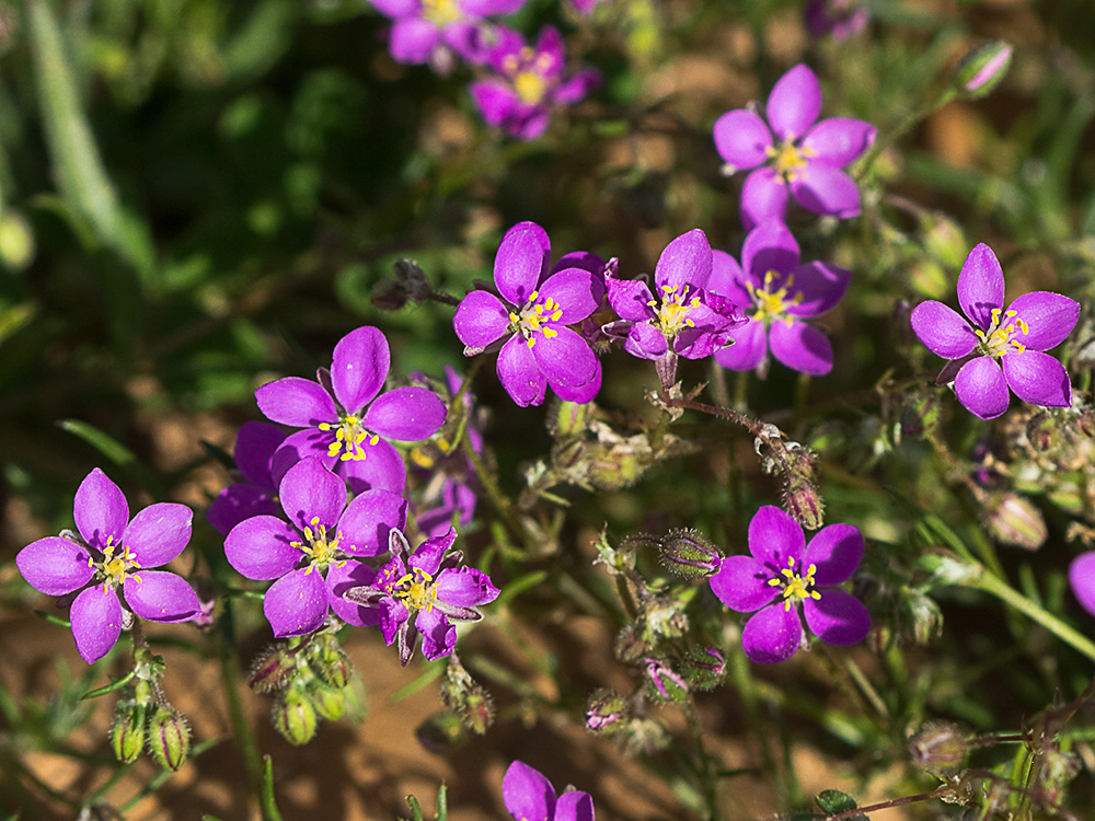 Arenaria púrpura (Spergularia purpurea)
