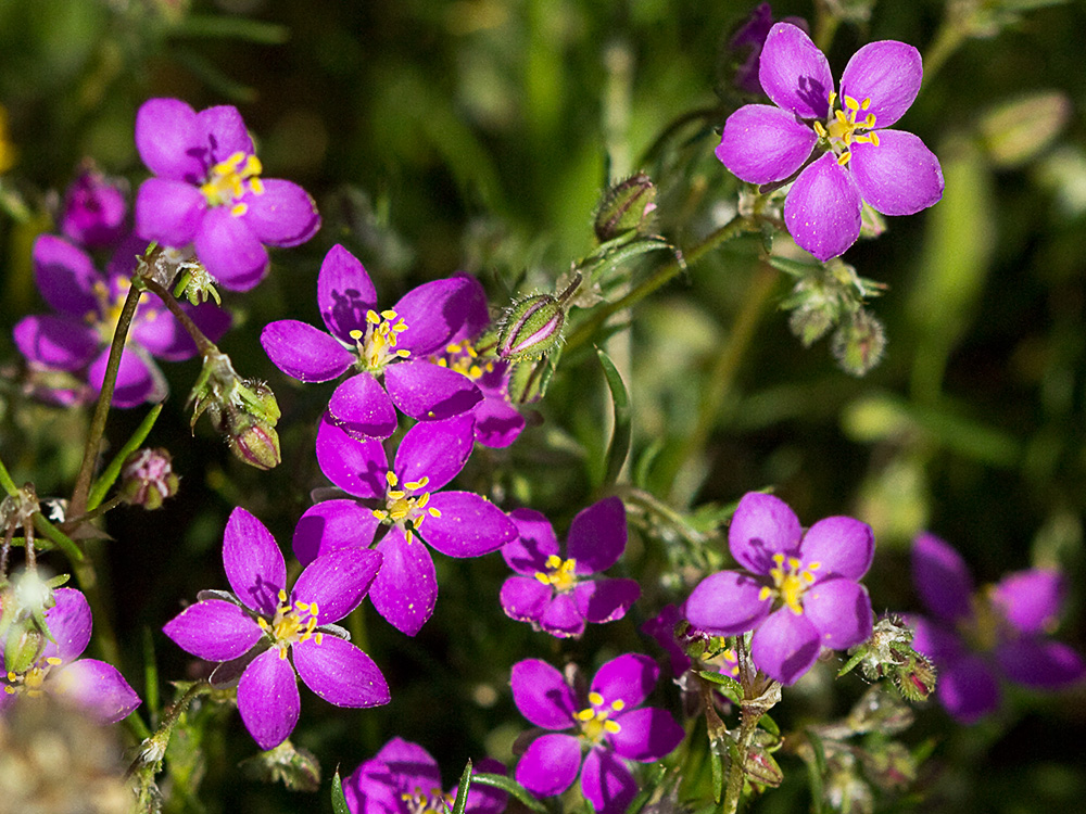 Arenaria púrpura (Spergularia purpurea)
