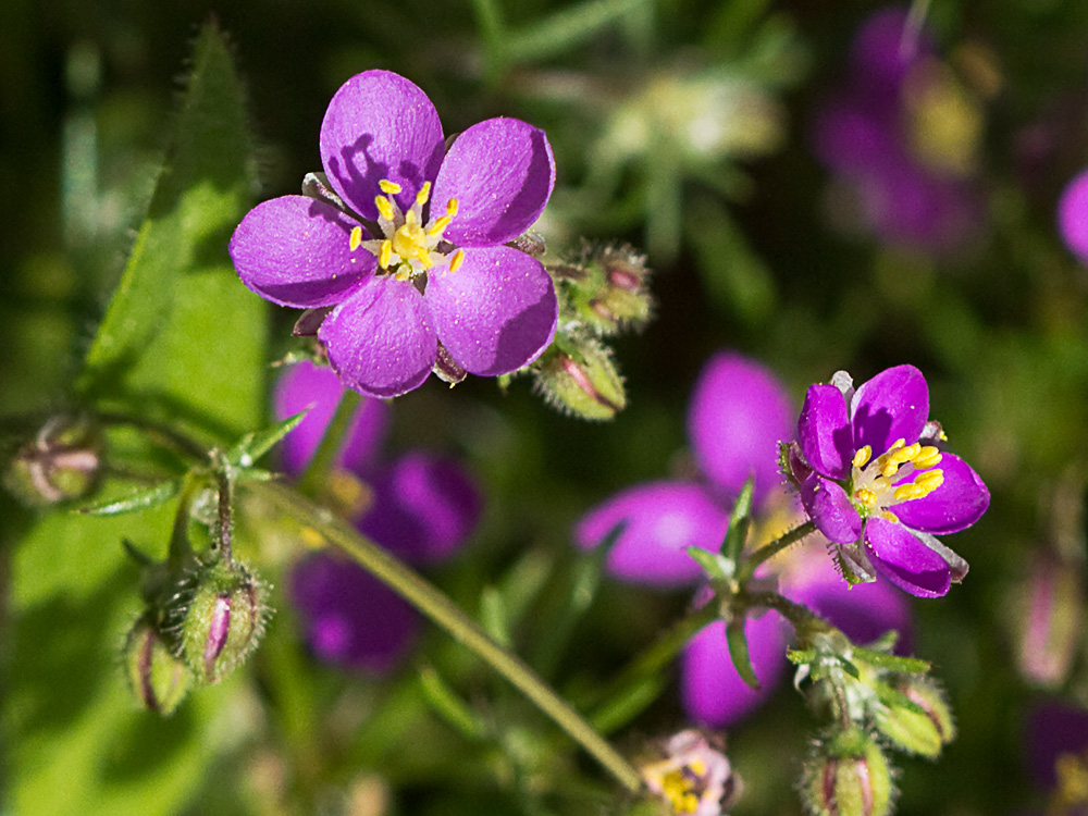 Arenaria púrpura (Spergularia purpurea)