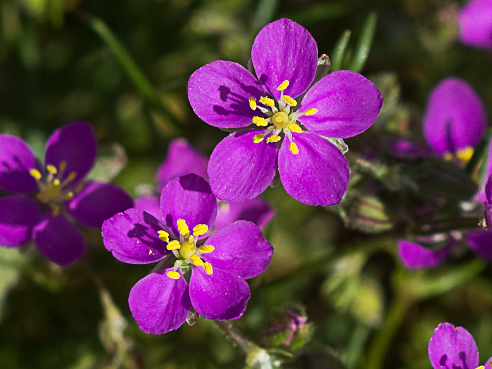 Arenaria púrpura (Spergularia purpurea)