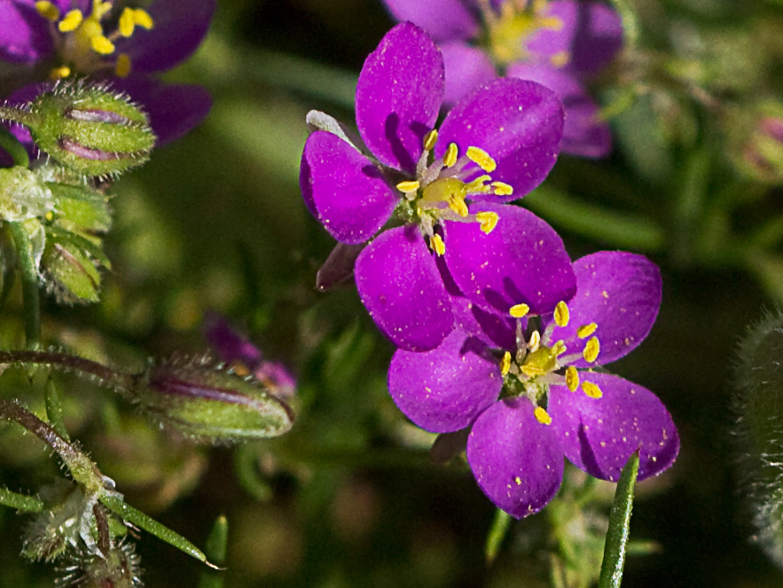 Arenaria púrpura (Spergularia purpurea)