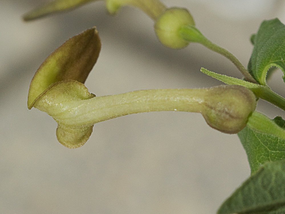 Aristoloquia menor (Aristolochia pistolochia)