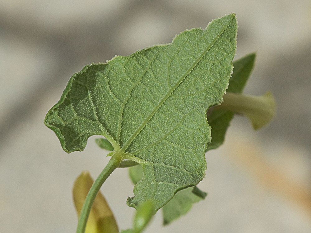 Aristoloquia menor (Aristolochia pistolochia)