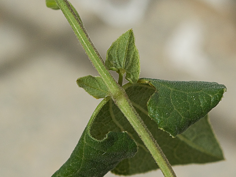 Aristoloquia menor (Aristolochia pistolochia)